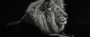 Preview wallpaper lion, bw, big cat, king of beasts, mane