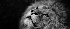Preview wallpaper lion, bw, muzzle, king of beasts, mane