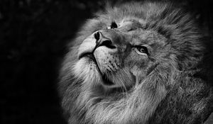 Preview wallpaper lion, bw, muzzle, king of beasts, mane