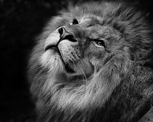 Preview wallpaper lion, bw, muzzle, king of beasts, mane