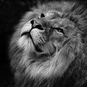 Preview wallpaper lion, bw, muzzle, king of beasts, mane