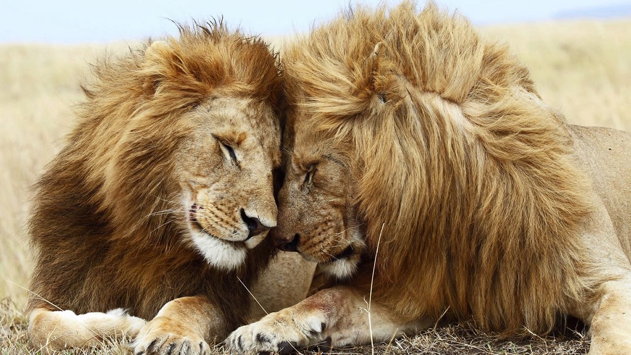 Wallpaper lion, cat, couple, mane, rest