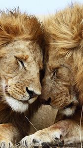 Preview wallpaper lion, cat, couple, mane, rest