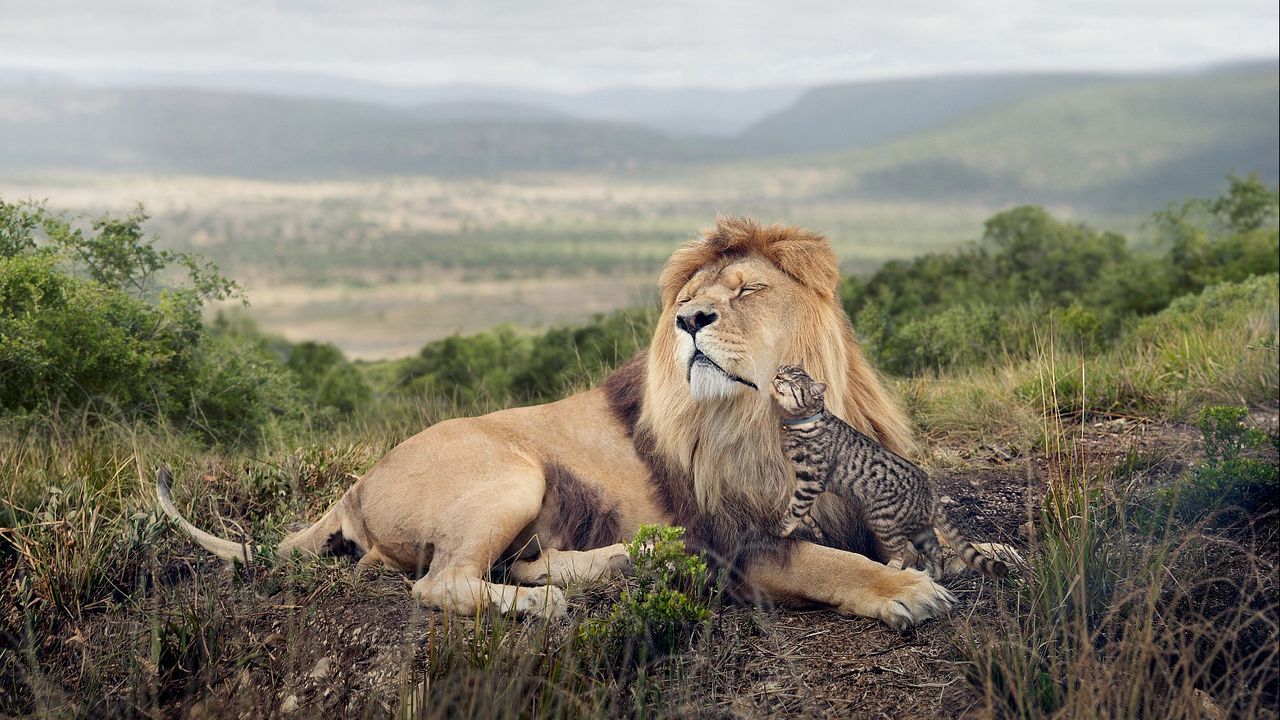 Wallpaper lion, cat, friendship, tenderness, predator