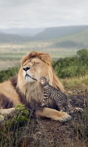 Preview wallpaper lion, cat, friendship, tenderness, predator