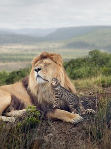 Preview wallpaper lion, cat, friendship, tenderness, predator