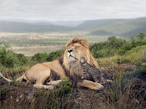 Preview wallpaper lion, cat, friendship, tenderness, predator