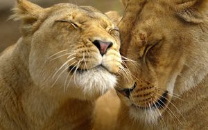 Preview wallpaper lion, couple, face, care, tenderness