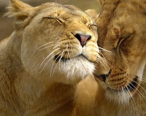 Preview wallpaper lion, couple, face, care, tenderness