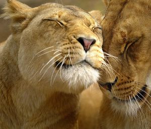 Preview wallpaper lion, couple, face, care, tenderness