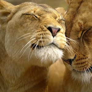 Preview wallpaper lion, couple, face, care, tenderness