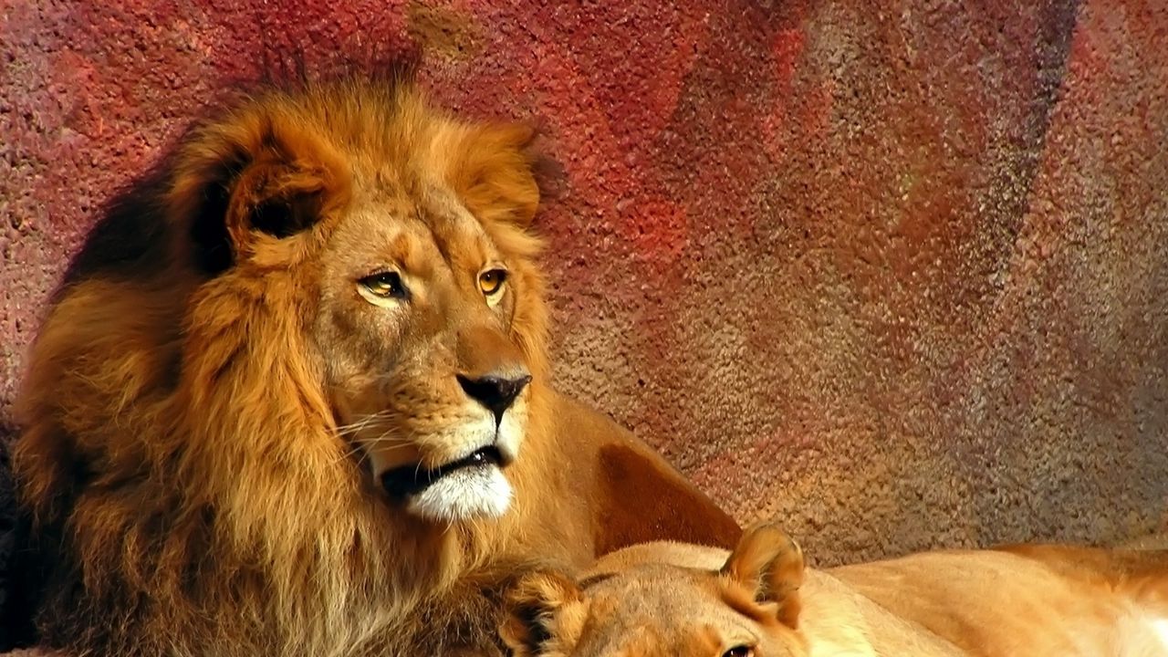 Wallpaper lion, couple, mane, predators, big cat