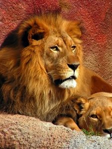 Preview wallpaper lion, couple, mane, predators, big cat