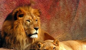 Preview wallpaper lion, couple, mane, predators, big cat