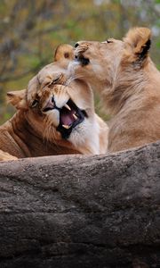 Preview wallpaper lion, couple, playing, caring, predator