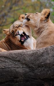 Preview wallpaper lion, couple, playing, caring, predator