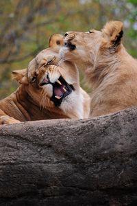 Preview wallpaper lion, couple, playing, caring, predator