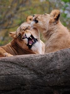 Preview wallpaper lion, couple, playing, caring, predator