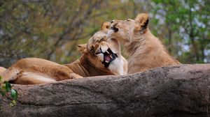 Preview wallpaper lion, couple, playing, caring, predator