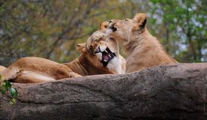 Preview wallpaper lion, couple, playing, caring, predator