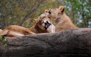 Preview wallpaper lion, couple, playing, caring, predator