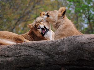 Preview wallpaper lion, couple, playing, caring, predator