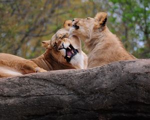 Preview wallpaper lion, couple, playing, caring, predator