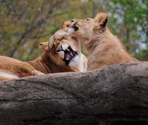 Preview wallpaper lion, couple, playing, caring, predator