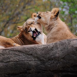 Preview wallpaper lion, couple, playing, caring, predator