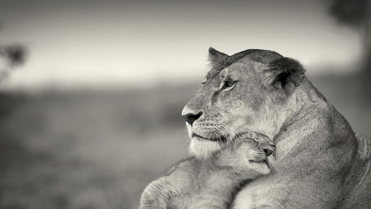 Wallpaper lion, couple, wool, cub, black and white