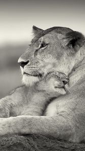 Preview wallpaper lion, couple, wool, cub, black and white