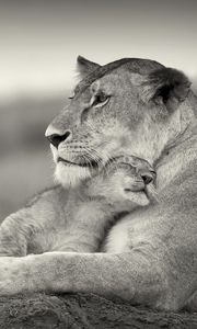 Preview wallpaper lion, couple, wool, cub, black and white