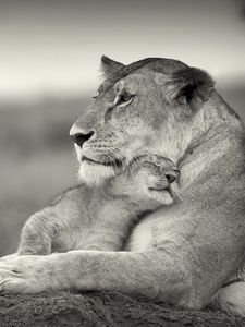 Preview wallpaper lion, couple, wool, cub, black and white