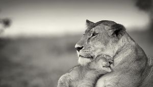 Preview wallpaper lion, couple, wool, cub, black and white