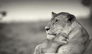 Preview wallpaper lion, couple, wool, cub, black and white