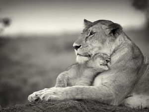 Preview wallpaper lion, couple, wool, cub, black and white