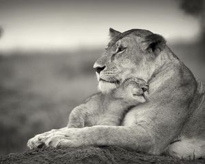 Preview wallpaper lion, couple, wool, cub, black and white