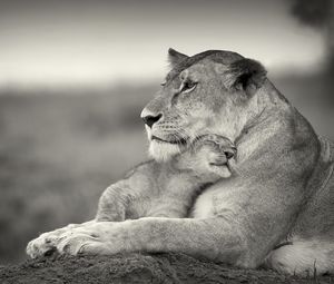 Preview wallpaper lion, couple, wool, cub, black and white