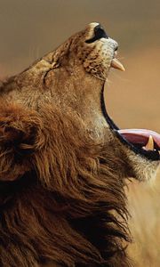 Preview wallpaper lion, cry, tongue, face, profile