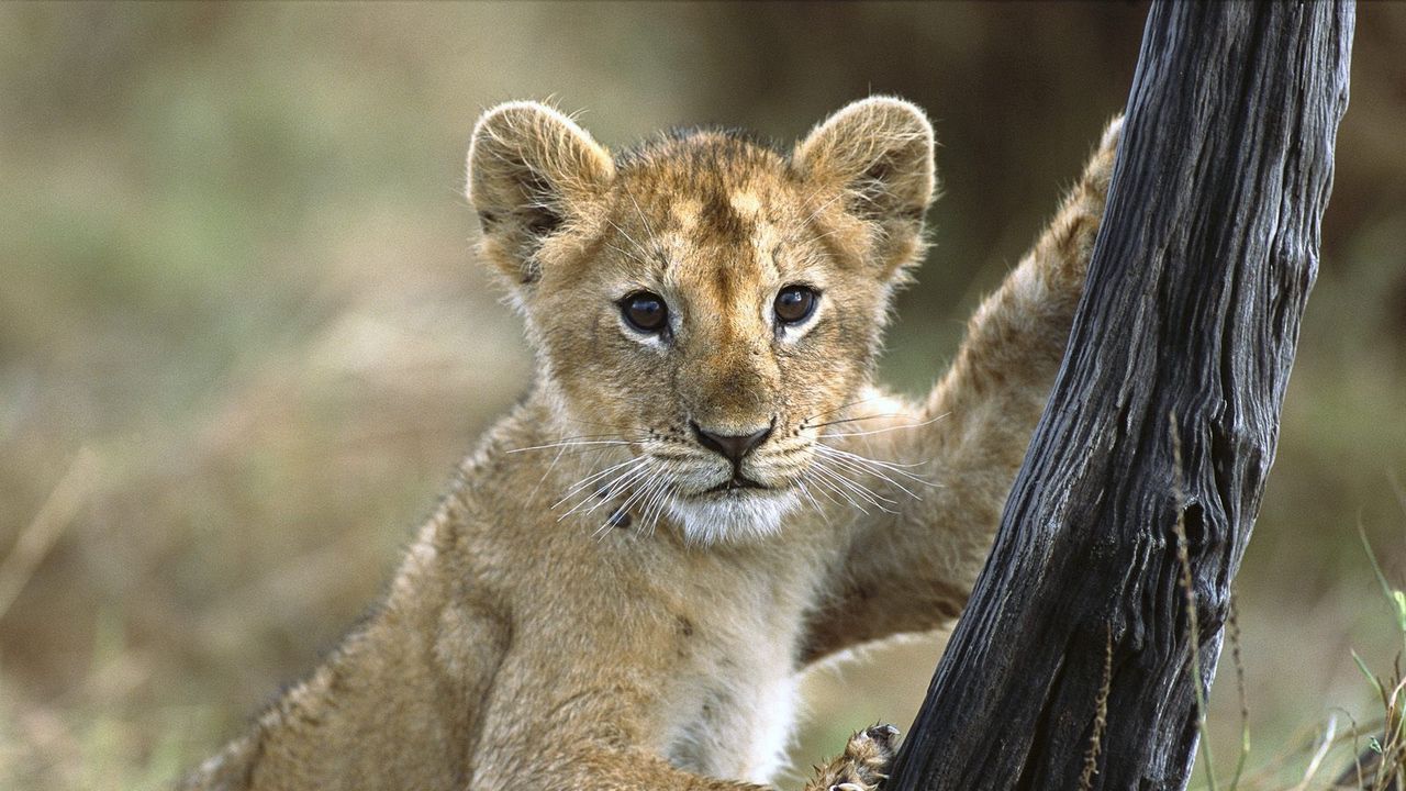 Wallpaper lion, cub, baby, walk