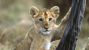 Preview wallpaper lion, cub, baby, walk