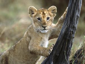 Preview wallpaper lion, cub, baby, walk