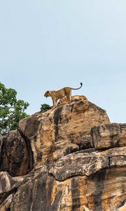 Preview wallpaper lion cub, big cat, rocks, stone