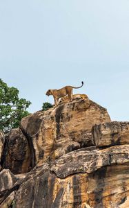 Preview wallpaper lion cub, big cat, rocks, stone