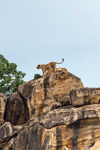 Preview wallpaper lion cub, big cat, rocks, stone