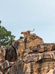 Preview wallpaper lion cub, big cat, rocks, stone