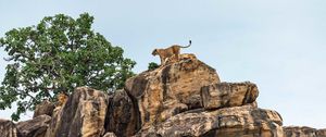 Preview wallpaper lion cub, big cat, rocks, stone