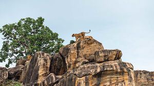 Preview wallpaper lion cub, big cat, rocks, stone
