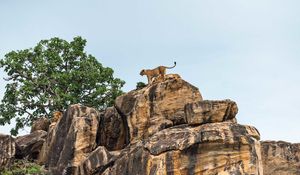 Preview wallpaper lion cub, big cat, rocks, stone