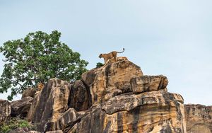 Preview wallpaper lion cub, big cat, rocks, stone